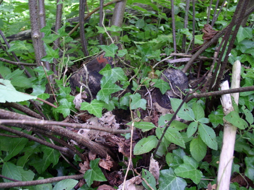 View of the stump